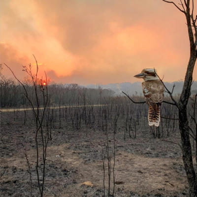 The Bushfires, Davos and the World’s Largest Investment Funds – How the transition from fossil fuels will impact the economy and your property?